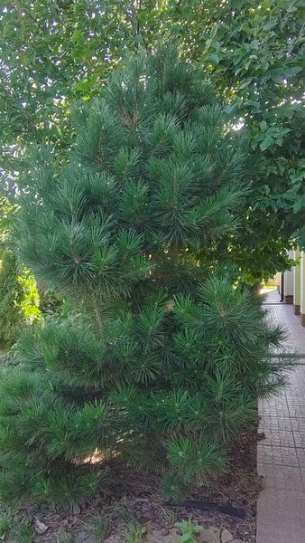 Сосна чорна Аустріяка Відкритий ґрунт 2129 фото